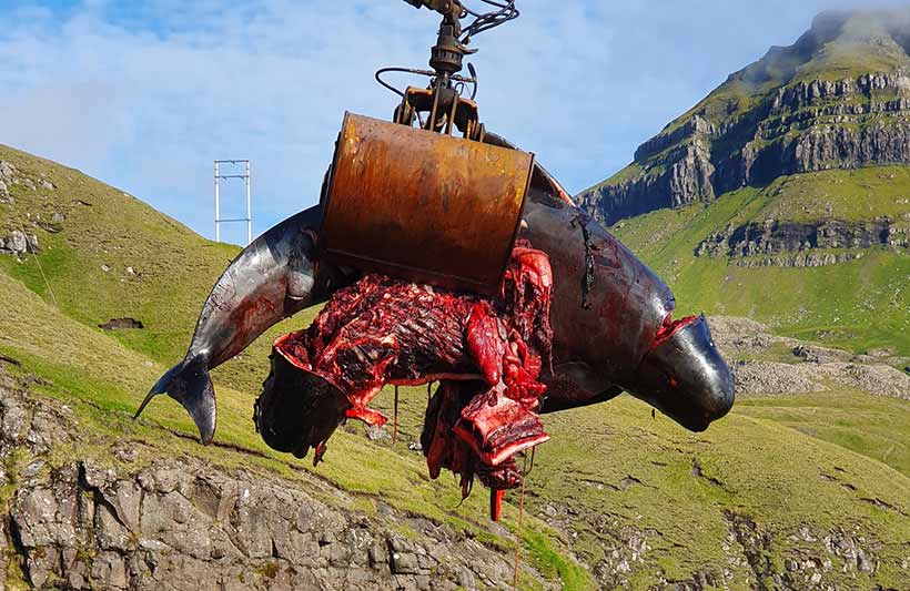 Delfinkörper und Fleischmassen von den am 27. August ermordeten Meeressäuger werden von den Färöern einen Tag danach im Meer entsorgt