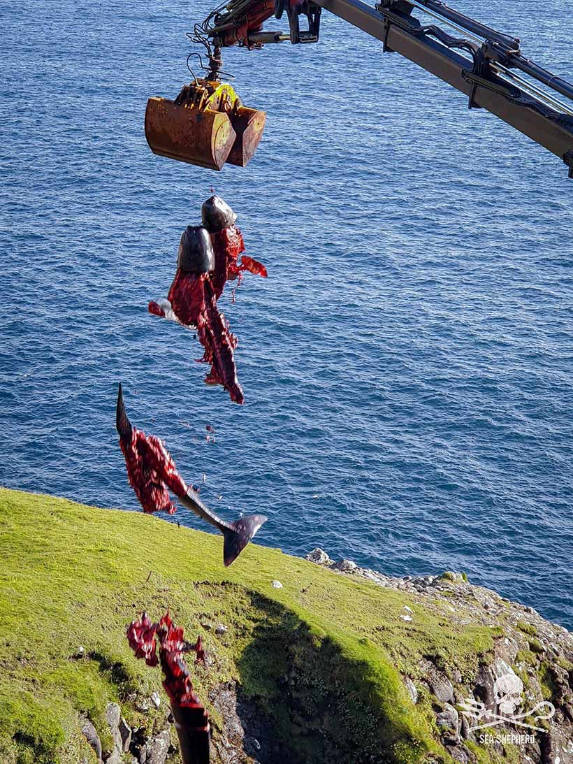 Über 5 Stunden musste diese Pilotwal Familie durch den Blutsport färöischer Massenmörder leiden. Nun enden diese sanften , eng Sozial verbundenen Meeressäuger als Abfall im Meer
