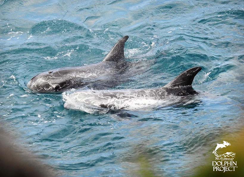 Zwei Risso's Delfine während des Terrors in der Bucht - SIe wurden ermordet