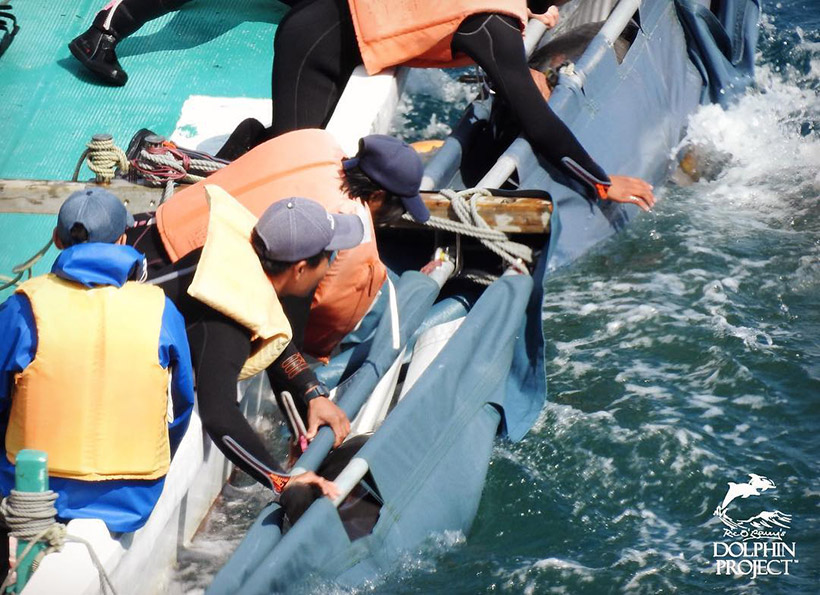 Entführte Delfinteenager wehren sich zappelnd während des Abtransportes in die Gefängnisse