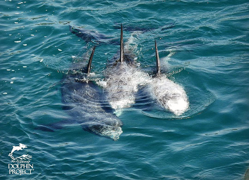 Verängstigte Risso's Delfine in der Bucht schwimmen ein letztes Mal zusamen bevor sie unter den Planen verprügelt und getötet werden