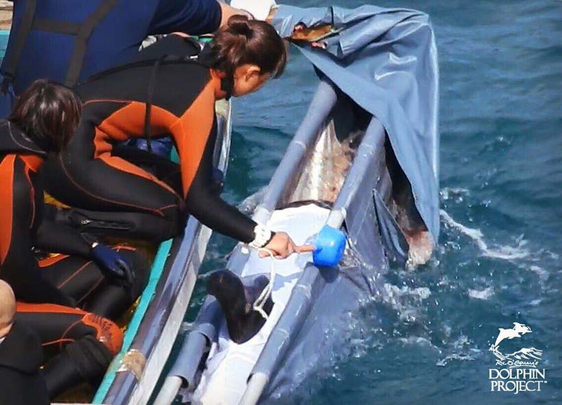Entführtes Risso's Delfinkind während des Abtransports in die Gefangenschaft