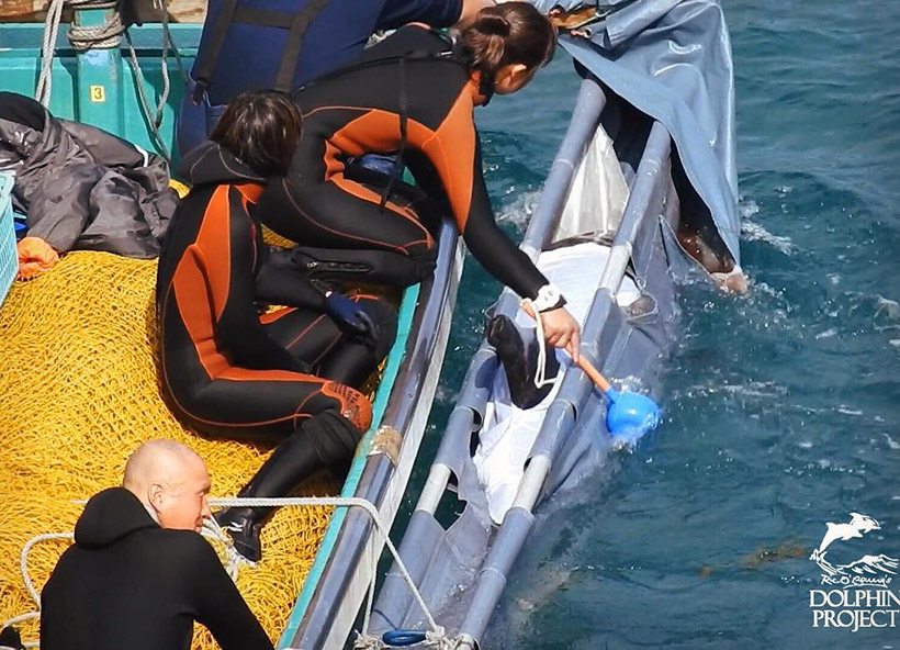 Dieses entführte Delfinkind blutet während des Abtransports stark aus seinem Mund durch Misshandlung und Prügel
