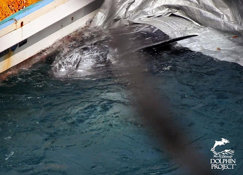 Gesicht eines ermordeter Risso's Delfin kommt unter den Planen zum Vorschein
