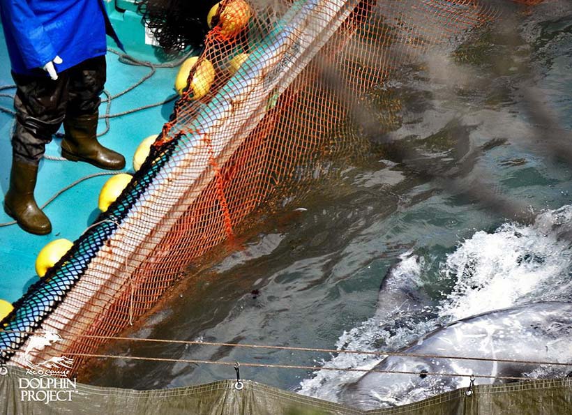 Grösste Angst in den Augen dieses gefolterten Risso's Delfin ist unübersehbar. Diese beiden Risso's Delfine wurden brutal misshandelt, gebrügelt und ermordet