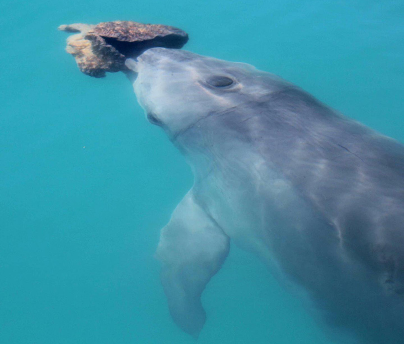 Delfin in der australischen Shark Bay verwendet einen Schwamm als Werkzeug für seine ausgeklügelte Jagdtechnik