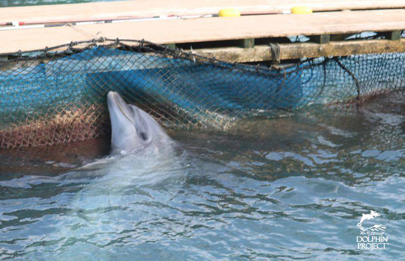 Dolphin Project: Gefangener Delfin mit "seelischen Schmerzen", Anzeichen von Depression sind unübersehbar
