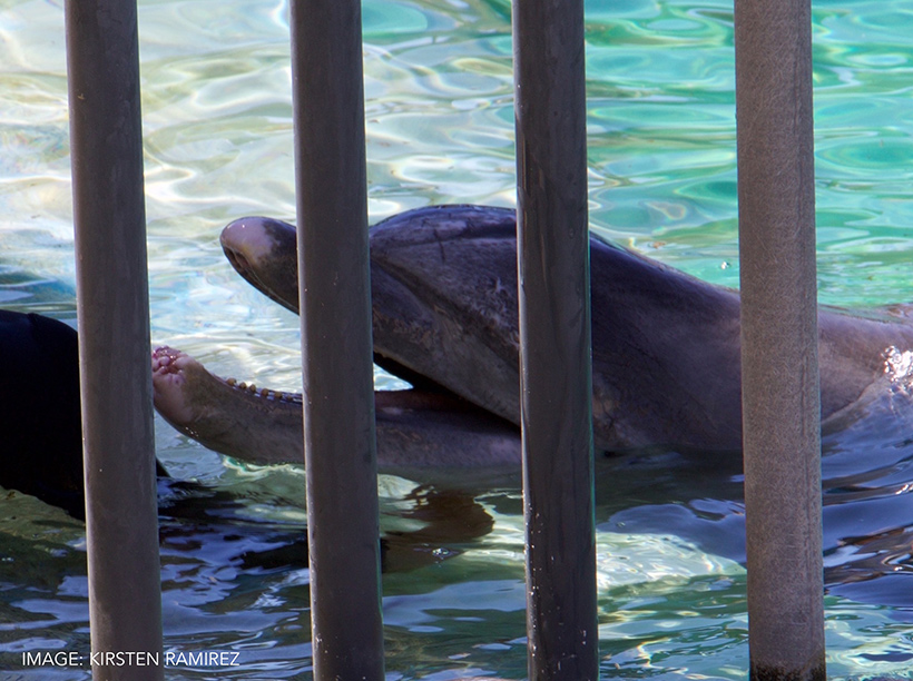 Gefangene Delfine leiden enorme physische und psychische Qualen in Gefangenschaft, in "Schwimmen mit Delfinen" Programme und in Delfinarien