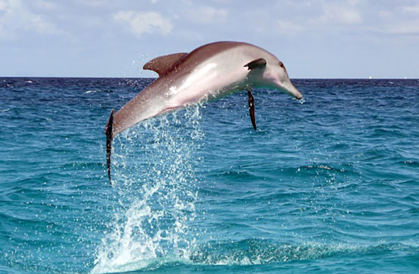 Glücklicher Delfin in Freiheit und in seinem Zuhaues im Ozean