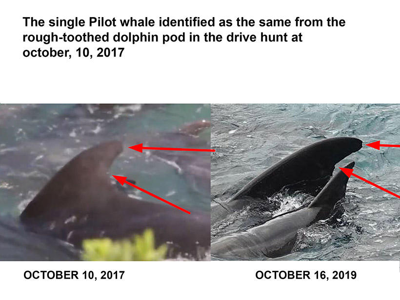 Bild: Beweisfotos, diese Delfine wurden bereits schon einmal am 10. Oktober 2017 in die Bucht gestrieben, brutal terrorisiert, misshandelt und auseinandergerissen. Heute wiederholten sich diese Gräueltat.