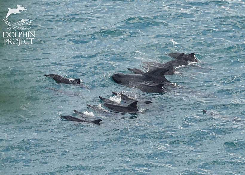Die aussergewöhnliche Delfinfamilie während des Terrors vor der Bucht 