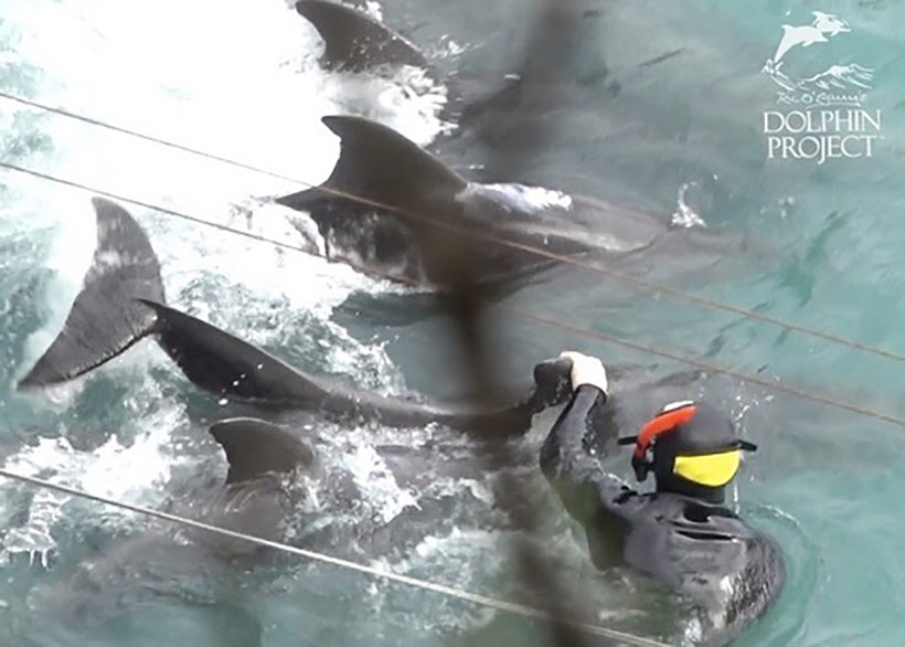 Bild: Können Sie sich vorstellen wie diese Delfinfamilie von Tauchern, Trainern und Killern brutal misshandelt wurde?