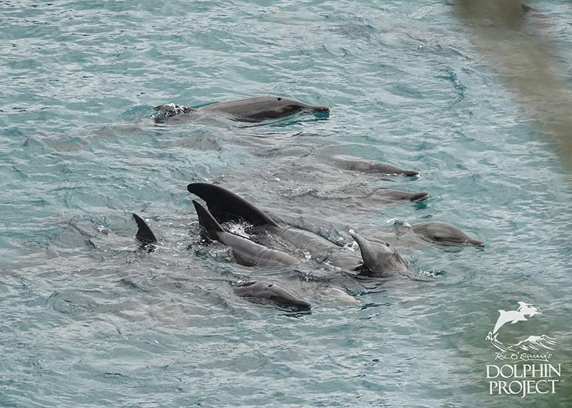 Die Delfine kurz nachdem sie in die Bucht geschoben wurdebn, schwimmen eng beisammen