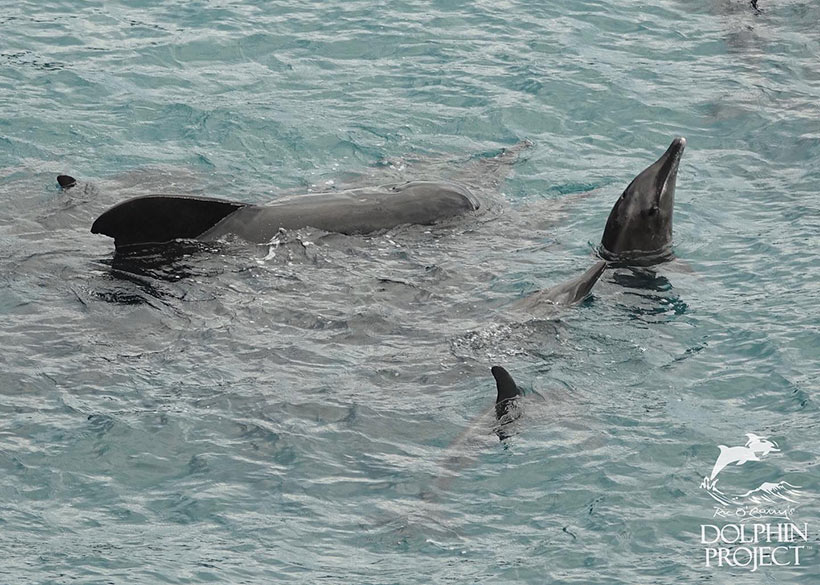 Bild: Spy hoping, Kopf aus dem Wasser halten, ist ein Verhalten, wenn Delfine gestresst sind oder sich in Gefahr fühlen
