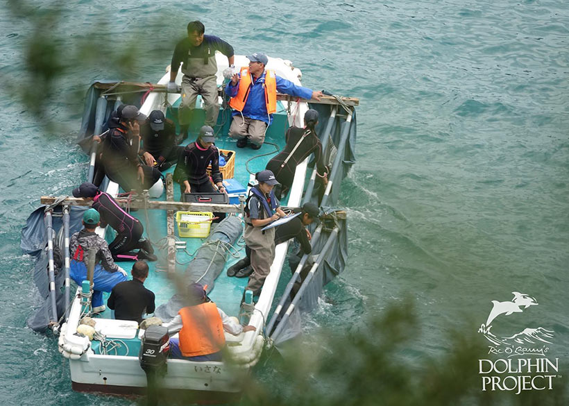 Bild: Vier gestohlene Delfinkinder ans Boot gefesselt werden zu den Gefangenschafts-Käfige im Hafen abtransportiert