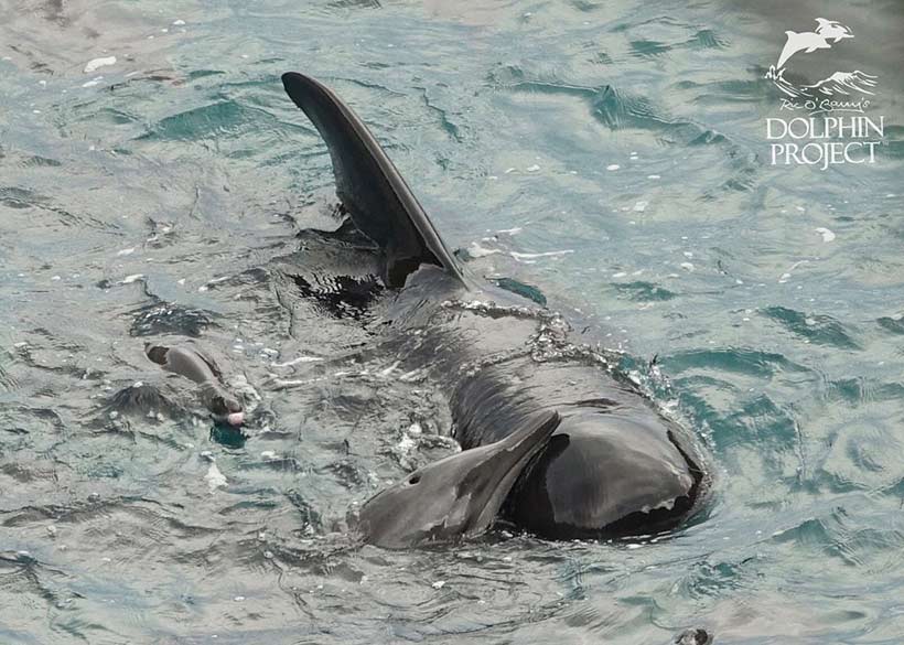 Verängstigte Rauhzahn Delfine, heute in die Bucht getrieben, suchen Schutz bei ihrem grossen Adoptiv-Pilotwal