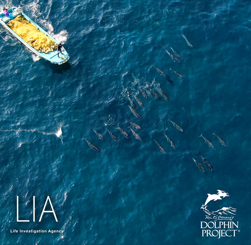Bild by Ren Yabuki: 25 Streifendelfine werden vom japanischen Delfin-Massenmörder-Abschaum am 03. Februar in die Bucht von Taiji terrorisiert und extrem brutal misshandelt
