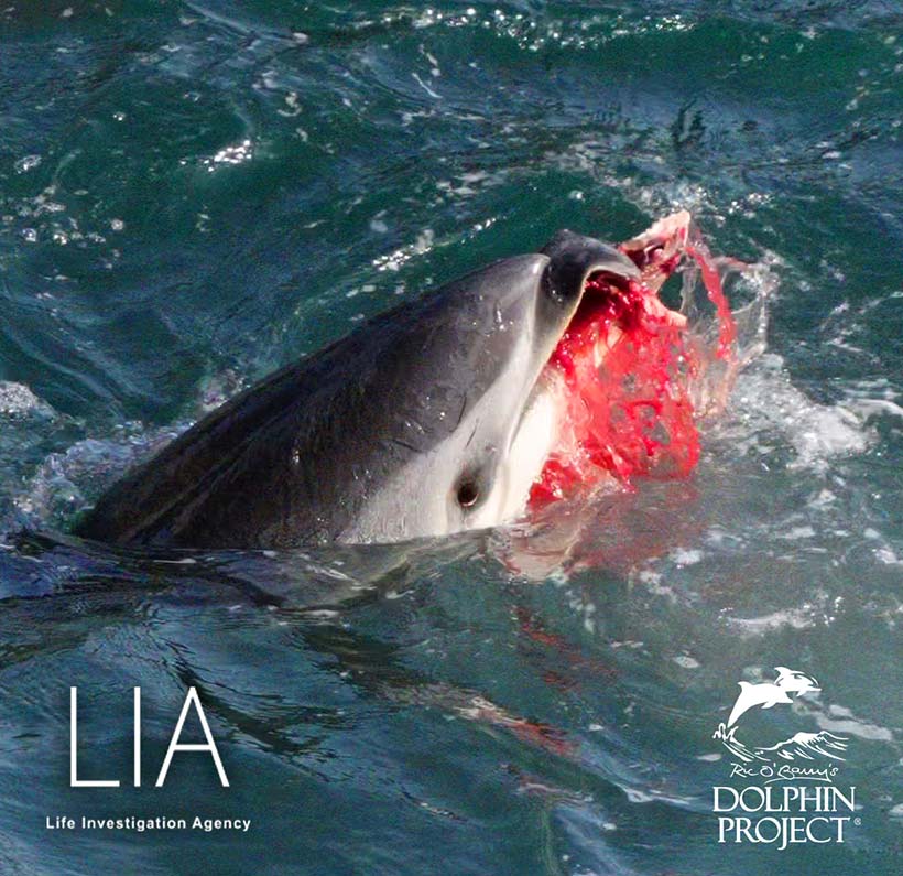 Streifendelfin schwerverletz, Kiefer gebrochen, das Rostrum (Schnautze/Mund) vollkommen zerstört und weggerissen, durch die brutale Gewalt des japanischen Delfin-Mörder-Abschaums in Taiji