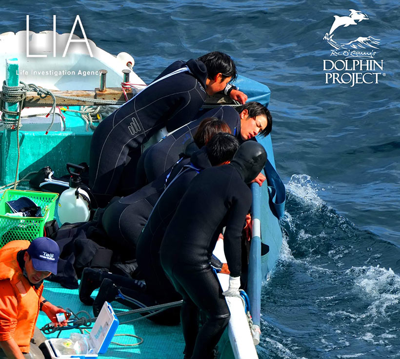 Bild by Ren Yabuki: Entführtes Delfinkind wird an einem Boot in einer Trage ans Boot gepresst in ein Schwimmgefängnis abtransportiert und hineingeworfen