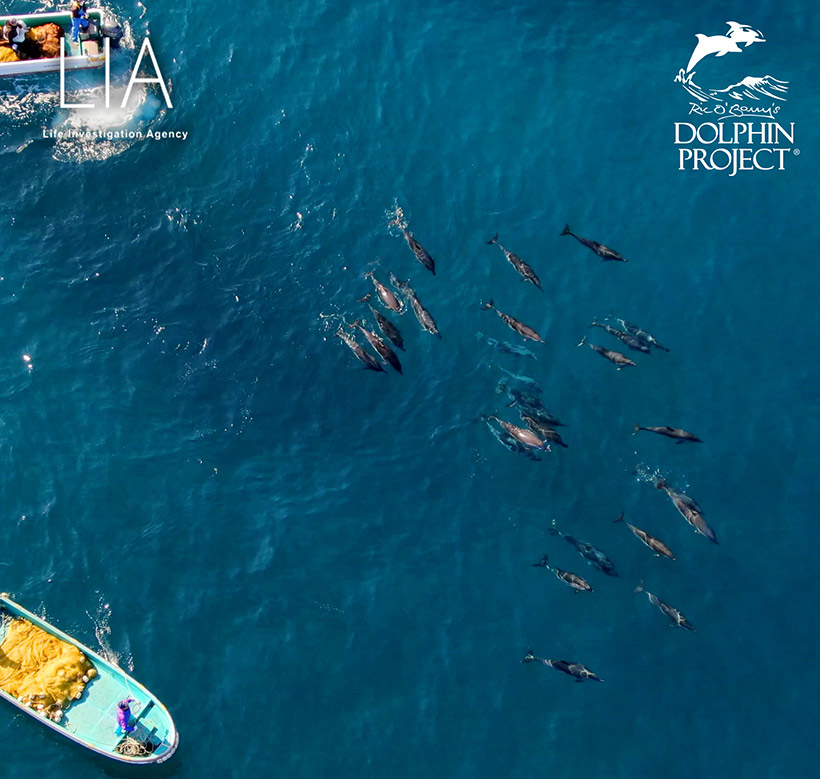 Drohneaufnahme by Ren Yabuki: Mehr junge Delfine in dieser Gruppe als Erwachsene, viele von ihnen wurden während des Terrors in die Bucht von ihren Müttern getrennt; in Panik des Terrors