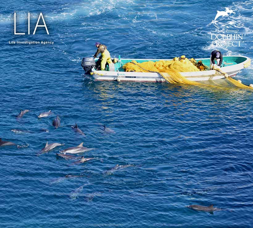Bild by Ren Yabuki: Nach stundenlangen Terror in die Bucht, werden die Delfine erneut mit rückwäts fahrenden Booten mit heulenden Motoren an den Strand in den Tod terrorisiert