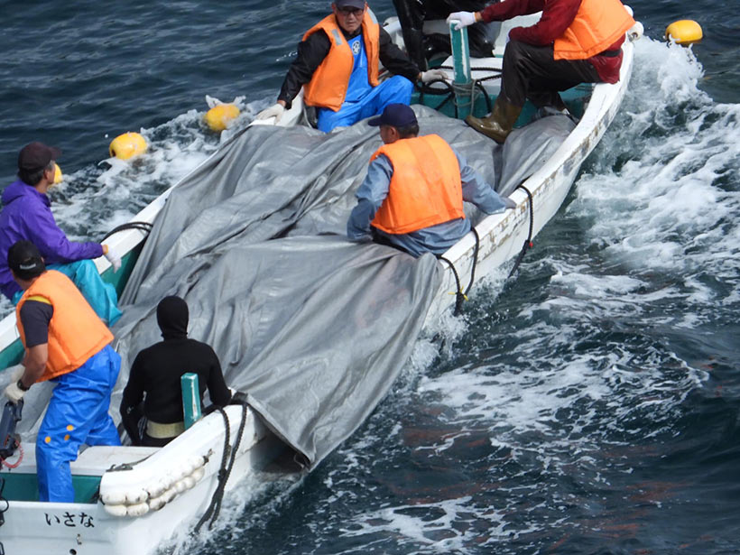 Bild by Kunito Seko: Massenmörder-Abschaum, lokale Fischer und Mitglieder der Delfin-Mafia, sitzt auf den leblosen oder noch halblebenden Opfern und haben Spass