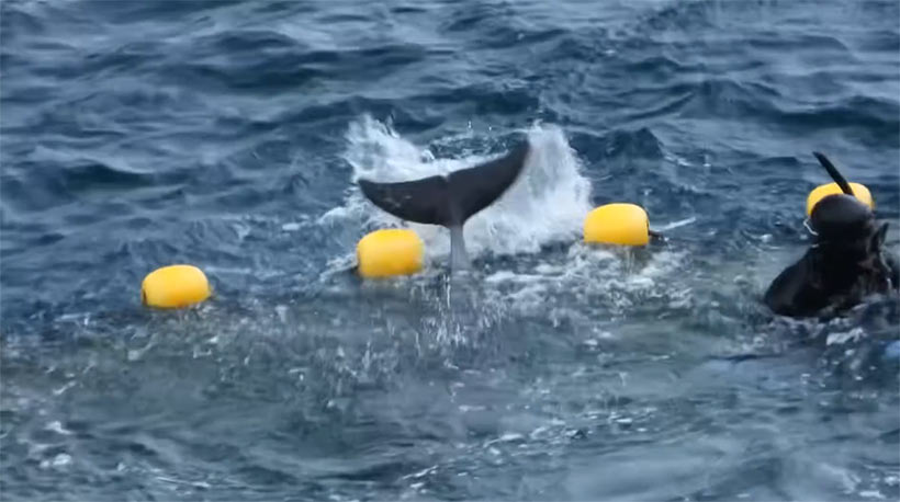 Bild by Kunito Seko: Ein Delfin häng verzweifelt im Netz fest, weil der Taucher ihn mit grösster Gewalt hielt, versuchte der verängstigte, sanfte Meeressäuger in Panik durch das Netz zu entkommen und blieb wie seine anderen Familienmitglieder darin stecken