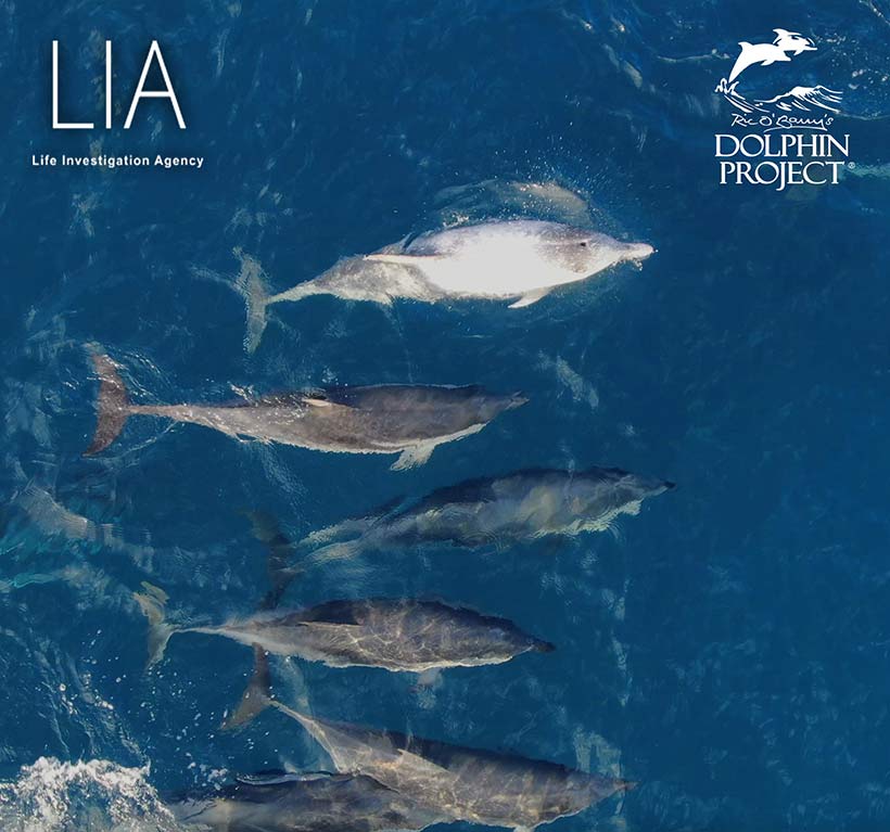 Bild by Ren Yabuki: Diese Streifendelfin Familie wurde wegen der Fischereiindustrie und Profitgier aus dem Ozean entfernt
