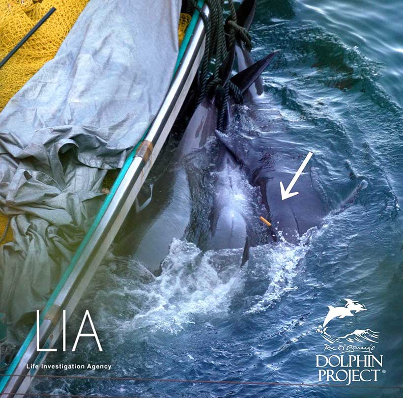 Den erstochenen Delfine stecken die Killer einen Holzzapfen nins Loch, damit die Delfine kein Blut in der Bucht hinterlassen