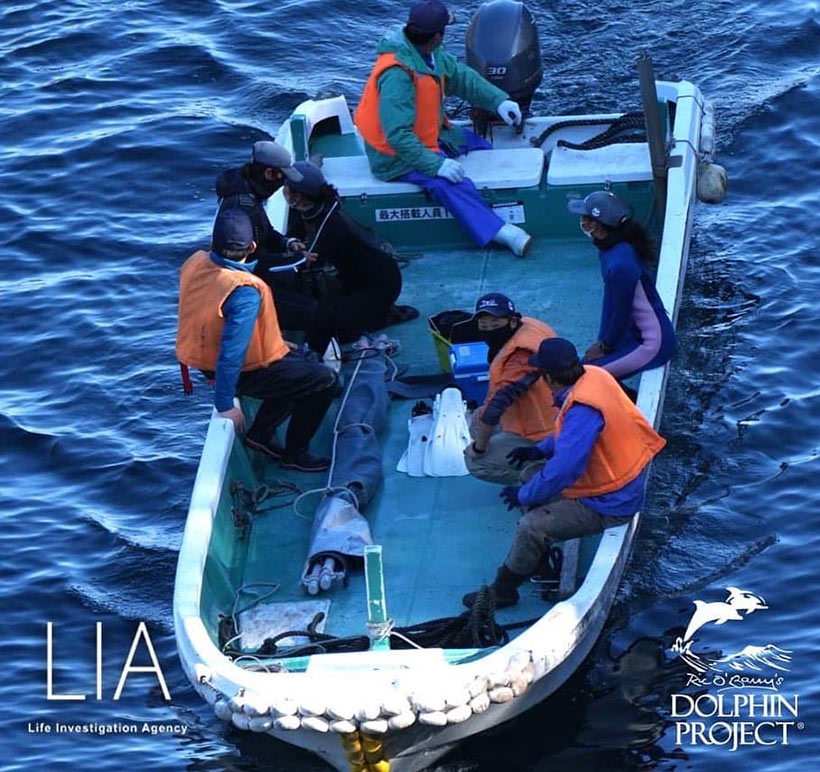 Bild by Ren Yabuki: Delfin-Kinder Entführer kommen in die Bucht