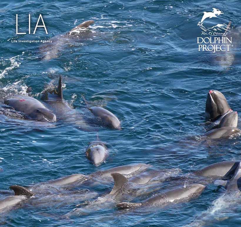 Bild by Ren Yabuki: Fast alle Delfine wurden während der brutalen Gewalt verletzt, auch die jungen, die ins Meer hinausterrorisiert wurden
