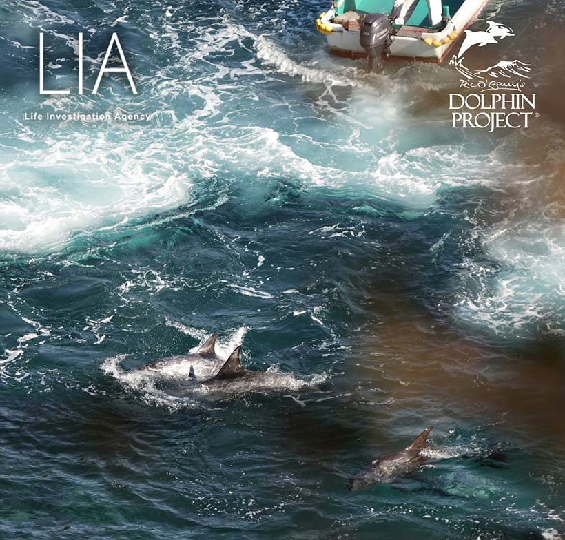Bild by Ren Yabuki: Die Delfine werden in der Bucht mit extremer Brutalität mit den Motoren der Boote rückwärtsfahrend an den Strand ihn den Tod terrorisiert, meist direkt und absichtlich überfahren, über Rücken und Kopf