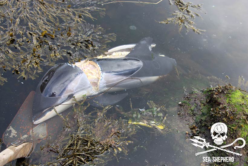 Bild vom August 2018: : Ein getötetes Delfinbaby der vielen im Meer entsorgten Delfine in den Färöer Inseln. Die Flut schwemmt regelmässig Delfinleichen ans Ufer. Die tödliche Wunde am Hals des Delfinbabys wurde ihm während des Massenmords an seiner Familie zugefügt
