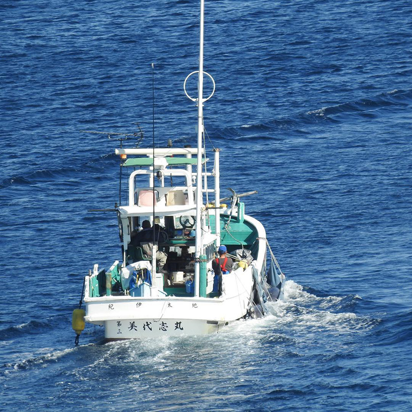 Bild: Die Killer von Taiji Japan entsorgen mit ihrem Jagdschiff zwei lebende traumatisierte Delfine