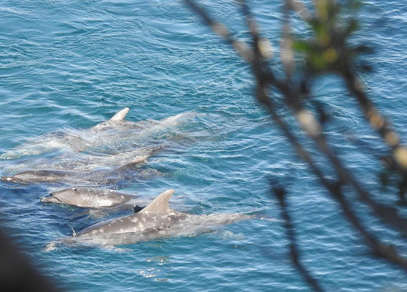 Bild: Die erschöpfte Delfinfamile in der Bucht hinter dem Netz eingesperrt