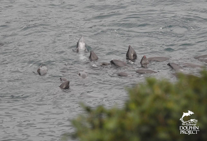 Die gefangenen Delfine strecken verängstigt ihren Kopf aus dem Wasser (Spy hopping ) um zu schauen wieso ihnen Gewalt angetan wurde