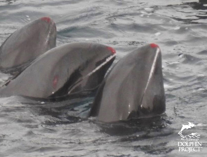 Die meisten Delfine hatten von der Misshandlung durch die japanischen Delfinkiller eine blutige Nase