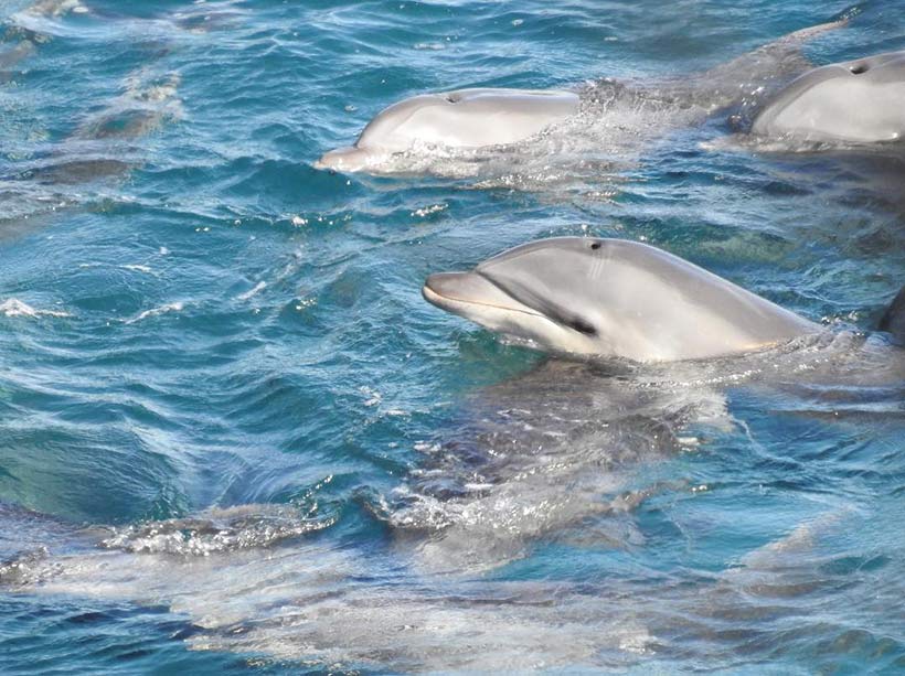 Risso's Delfine, Mutter und ih Kind gefangen in der japanischen Bucht von Taiji