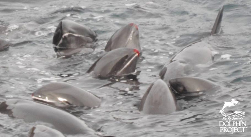 Verletzte veränstigte Delfine gefangen in der japanischen Bucht 