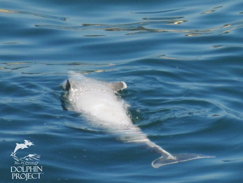 Dieser junge Delfin starb während der brutalen Treibjagd