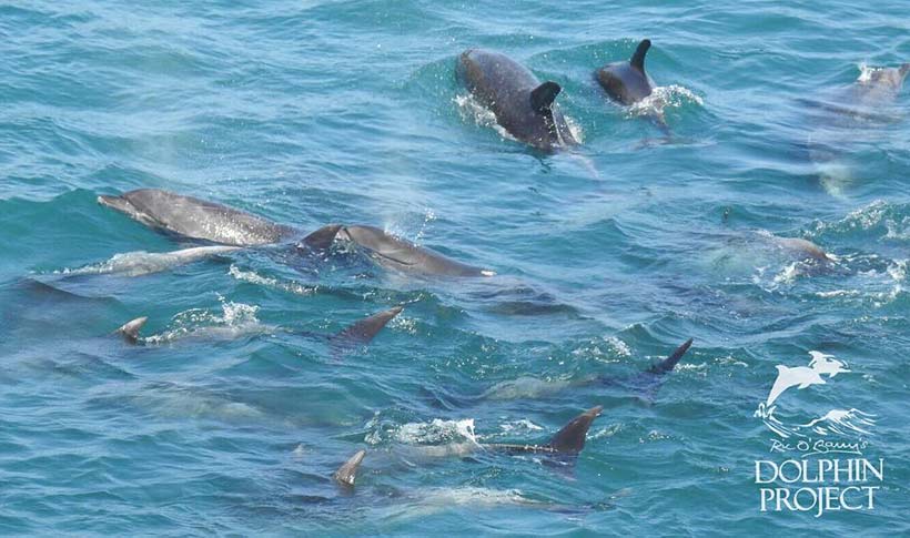 Taiji Japan - Verängstigte Delfine nach der brutalen Treibjagd in der Bucht