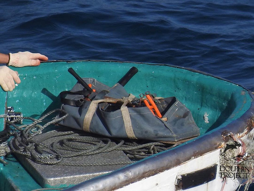 Mörderwerkzeuge der Delfinkiller in Taiji Japan mit denen sie den Risso's Delfine die Wirbesäulen zerstörten