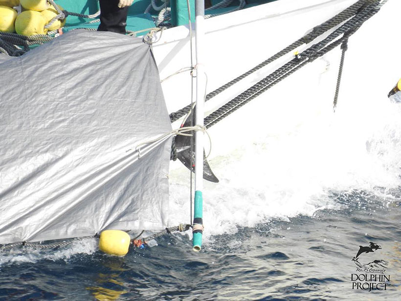 Bild: Ermordetes Risso's Delfinkind gefesselt and der Schwanzflosse zum Schlachhaus geschleppt
