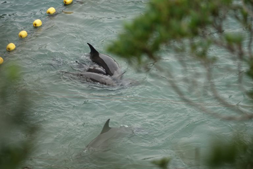 Bild: Ein verängstigtes Delfinbaby zwengt sich zwischen zwei erwachsene Delfine, vermutlich ist einer der beiden Delfine seine Mutter - Kurze Zeit später würden sie sich nie wieder mehr sehen