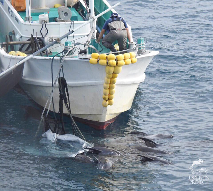Bild: Mehrere ermordete Breitschnabel Delfine die zu einem Jagdschiff gezogen wurden