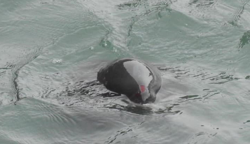 Bild: Verletzter Delfin während der gewaltsamen Selektion für Gefangennahme
