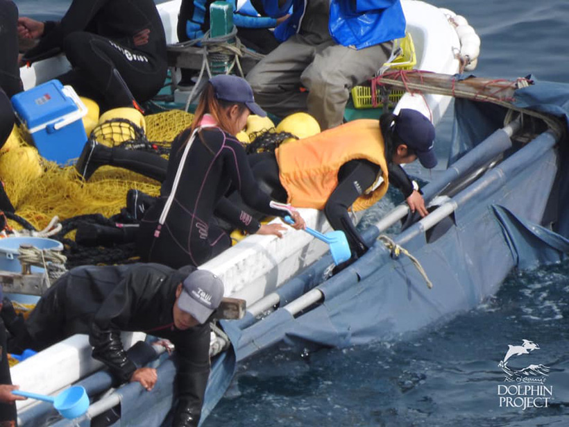 Bild: zwei der vier entführten Delfinbabys ans Boot gefesselt, die Trainer täuschen vor, als würden sie behutsam mit den Delfinen umgehen