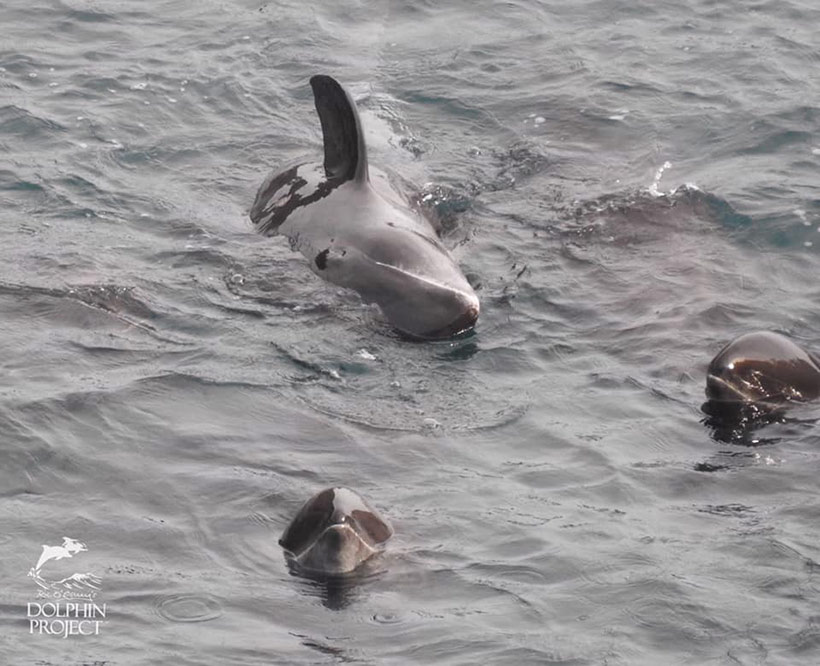 Bild: Zwei Delfinbabys neben einem erwachsenen Delfin der sich während des grausamen Terrors in der Bucht ausser Atem und vollkommen gestresst auf den Rücken dreht 