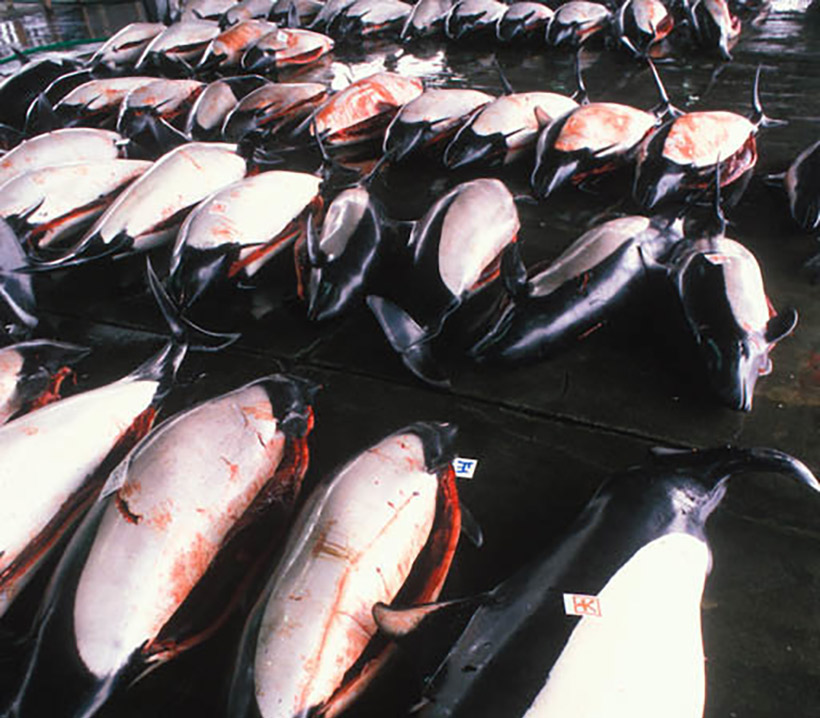 Getötete Schweinswale in einem japanischen Fischgrossmarkt