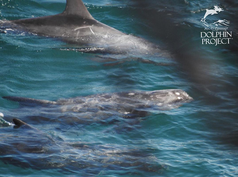 Diese Risso's Delfine wurden heute in Taiji Japan ermordet